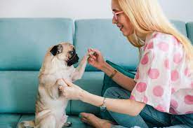 Dog Names That Start With S The 172 Best Dog Names Of 2020