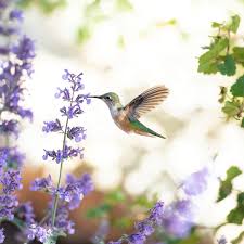 Check spelling or type a new query. The Best Plants And Flowers To Attract Hummingbirds Martha Stewart