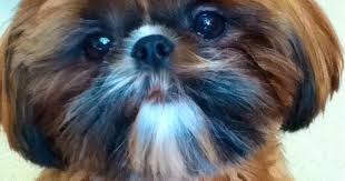 Black And White Shih Tzu Puppy Names Shih Tzu Red W Black Mask Puppy Jack Shih Tzu Puppy Shih Tzu Puppies