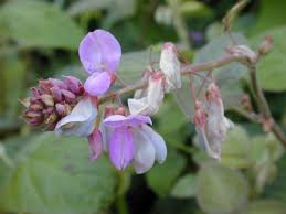 Image result for Desmodium intortum
