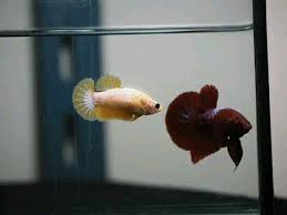 Yellow Fancy Female Red Hellboy Male