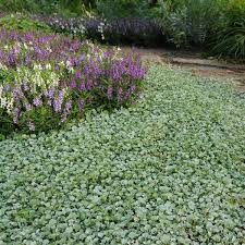 Image result for Dichondra