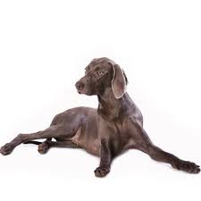 Image result for výmarský dlouhosrstý ohař