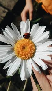 Sementara itu, kembang cempaka putih memiliki ciri khas berupa bentuk dan aroma yang berbeda dibanding bunga pada umumnya. Wallpaper Hd Bunga Matahari Putih Wallpapershit