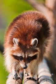 Pin By Allana Robinson On Animals Pet Raccoon Cute Animals North American Animals