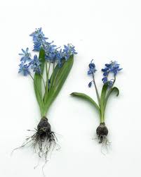 Image result for Scilla