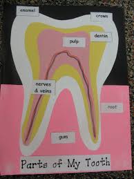 Step Into 2nd Grade With Mrs Lemons Random Dental Health Activities Dental Health Week Dental Health Preschool