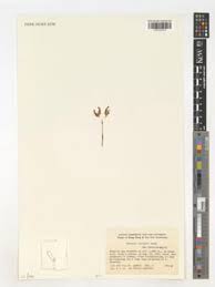 Image result for Hetaeria heterosepala