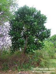 Image result for Barringtonia asiatica