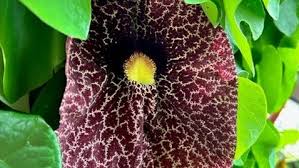 Image result for Aristolochia odoratissima L.