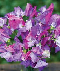 Enchante Annual Sweet Peas Requires A Trellis Or Simiilar Will Grow Up To 72 In High Sweet Peas Perform Best In C Sweet Pea Seeds Sweet Pea Flower Seeds