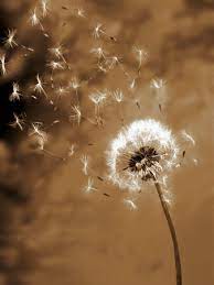 Check spelling or type a new query. 26 Gambar Bunga Dandelion Cantik Koleksi Bunga Hd