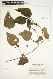 Image result for Laportea ovalifolia