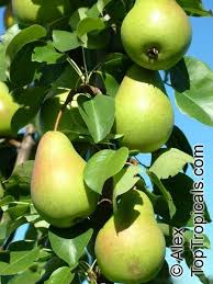 Image result for Pyrus