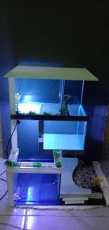 Ikan koi asagi ini memiliki warna biru agak kelabu di bagian punggungnya. Aquarium Unik Home Facebook