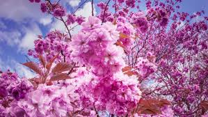 Ribuan gambar baru setiap hari sepenuhnya gratis untuk digunakan video dan gambar berkualitas tinggi dari pexels. Bunga Sakura Wallpaper Flower Pink Lilac Plant Spring 739516 Wallpaperuse