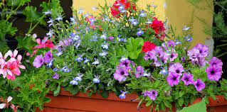 Aber auch ein nachschub nach einigen wochen ist wichtig, wie der zentralverband gartenbau in bonn erläutert. Ihr Ratgeber Fur Balkonpflanzen