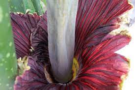 Kansas State S Corpse Flower Finally Blooms Farm And Dairy