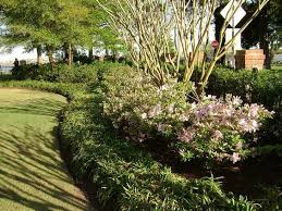 Landscaping With Crepe Myrtles And Azaleas Patio 95 Garden Garden Grow Ydst Landscaping Yards Pl Azaleas Landscaping Rock Wall Gardens Front Yard Landscaping