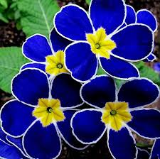 Any color, it depends on my mood. Amazing Flowers Polyanthus Plant In Light To Moderate Shade I Am Obsessed With Blue Flowers And Have Nev Beautiful Flowers Amazing Flowers Unusual Flowers