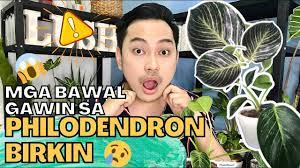 First and foremost, don't let your. Tamang Pag Aalaga Ng Philodendron Birkin Make Them Thrive Indoors Youtube