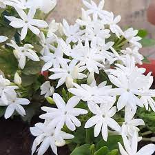Consequently, victorians carried floral dictionaries to decipher received bouquets and to compose their replies. Symbolism Of Indian Flowers Thursd