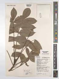 Image result for Fagaropsis