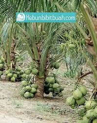 Tanaman kelapa kenapa tanaman kelapa ini sudah ya sangat menguntungkan karena sudah sekali. Bibit Kelapa Pandan Wangi Perkebunan Kebun Bibit Buah