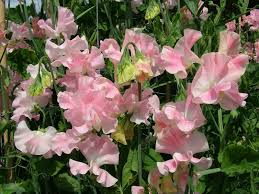 Sweet Pea John Grey Lathyrus Latifolius 6 8 Tall Reseeds Pink Garden Sweet Pea Pink Flowers