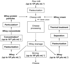 27 Proper Flow Chart Of Cheese