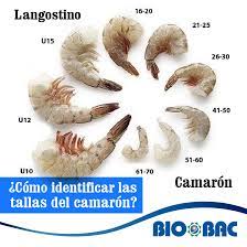 Langostinos tamaño y características
