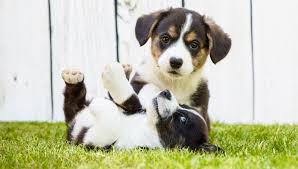 Buy corgi puppies, tips on different types of corgi puppies. Corgi Growth Chart Corgi Puppy Weight Chart