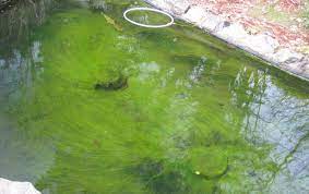 Lumut kolam sangat bermanfat bagi koi. Cara Mengatasi Air Kolam Berwarna Hijau Ikanesia Id