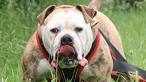 Alapaha Blue Blood Bulldog Breeder /Top Breeder Texas ...