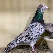 Pin By Hensley Castillo On Brieftauben Homing Pigeons Pigeon Racing Pigeons