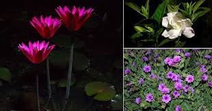 We did not find results for: 13 Best Flowers That Bloom At Night India Gardening