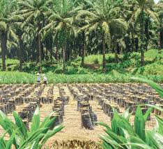 Ijm plantations bhd is an investment holding company, which engages in the oil palm cultivation and milling of fresh fruit bunches. Ijm Corp S 3q Net Profit Plunges 47 But Ijm Plantations Out Of The Red