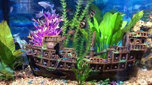 since this is a form of art i'll put it in here. Phil S Pirate Ship Fish Tank Aquarium Youtube