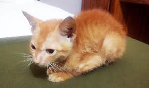 Image result for kerla flood