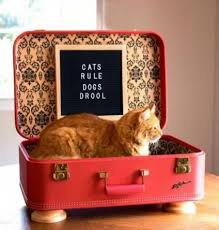 Dogs Hacks Dogs Diy Dogs Room Dogs Pictures Dogs Bed Dogs Collar Dogs Clothes Dogsfunny In 2020 Suitcase Dog Bed Cat Bed Dog Bed