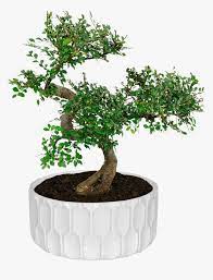 Bonsai Tree Aldi Hd Png Download Transparent Png Image Pngitem