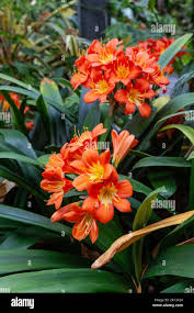 Image result for Clivia miniata