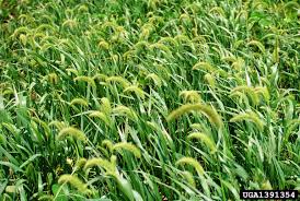 Image result for Setaria kagerensis