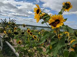 Flowers in maine has been serving the south portland maine community with custom floral bouquets for many years. School Garden Portland Maine Album On Imgur