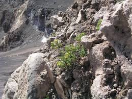 Image result for Nidorella vernonioides