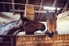 These are commonly worn with tall riding boots. Horses Aesthetics Art Equilife World
