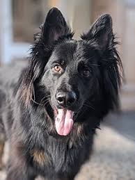 This won't necessarily help you distinguish puppies based on potential future coat characteristics. German Shepherd Wikipedia