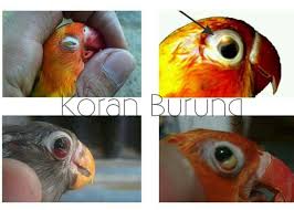 Jika memang lovebird memiliki cacing pada organ pencernaannya, maka obat yang sering digunakan oleh kamdi gonzales untuk mengobati lovebird nyilet adalah obat lemans. Awas Keliru Inilah Cara Paling Tepat Penanganan Penyakit Snot Pada Lovebird