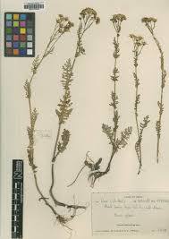 Image result for Senecio pleistocephalus