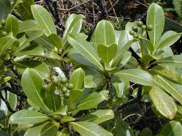 Image result for Psychotria eminiana